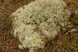 DSC04370.jpg
