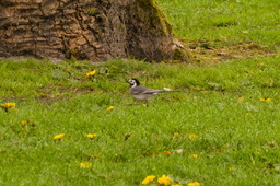 DSC04450.jpg