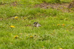 DSC04451.jpg