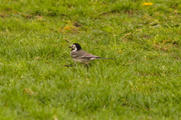 DSC04452.jpg