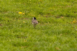 DSC04453.jpg