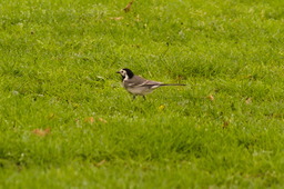 DSC04454.jpg