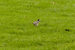 DSC04455.jpg