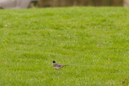DSC04456.jpg