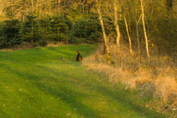 DSC04487.jpg