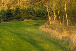 DSC04491.jpg