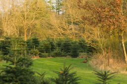 DSC04495.jpg