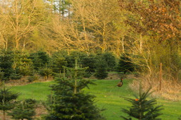 DSC04500.jpg